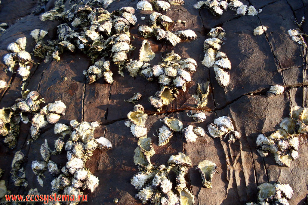 Oysters (mollusk family Ostreidae) on the underwater rock exposed at low tide on the littoral of Molae Bay (Ao Molae) on the coast of the Malacca Strait of Andaman Sea