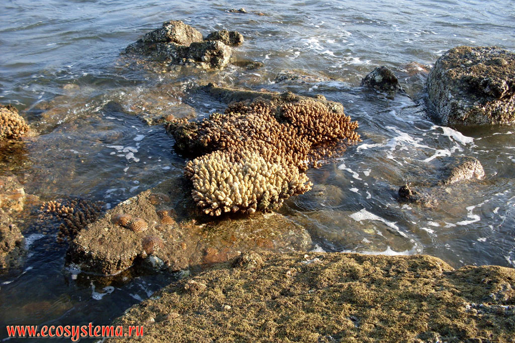 Колония ветвистых коралловых полипов (вероятно род Pocillopora, семейство Pocilloporidae) во время отлива на литорали залива Молай (Ao Molae, Molae Bay) на побережье Малаккского пролива Андаманского моря