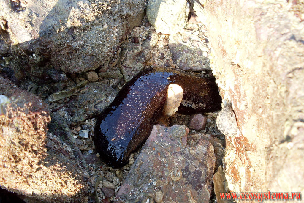 Sea cucumber (class Holothuroidea), stranded on land during low tide in the littoral zone of the Molae Bay (Ao Molae) on the coast of Malacca Strait of the Andaman Sea