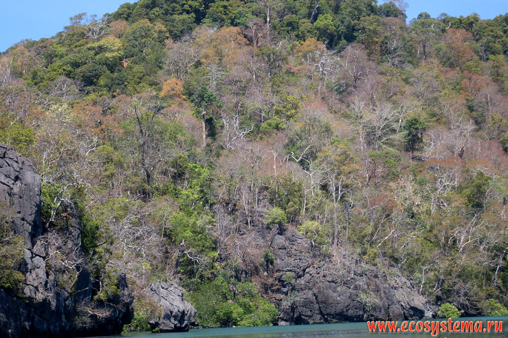 Полулистопадный тропический лес, сбросивший листву в сухой период года (зимой) на побережье острова Тарутао (Koh Tarutao)