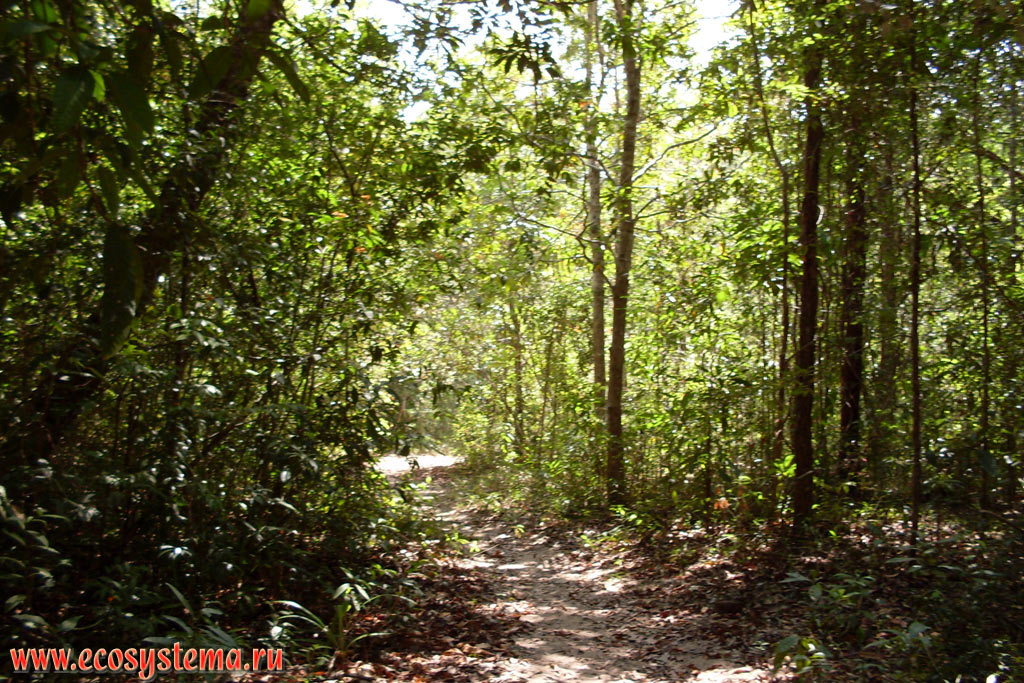Влажный тропический лес на возвышенной водораздельной части острова Тарутао (Ko Tarutao) в Малаккском проливе Андаманского моря