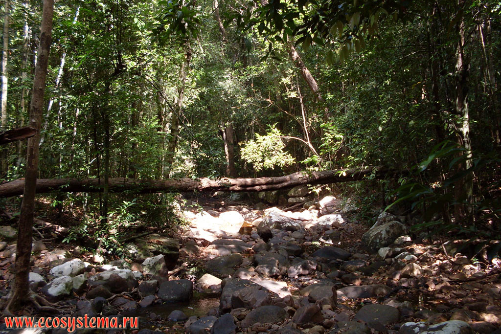 Влажный тропический лес и каменистое русло горного ручья на возвышенной водораздельной части острова Тарутао (Koh Tarutao) в Малаккском проливе Андаманского моря