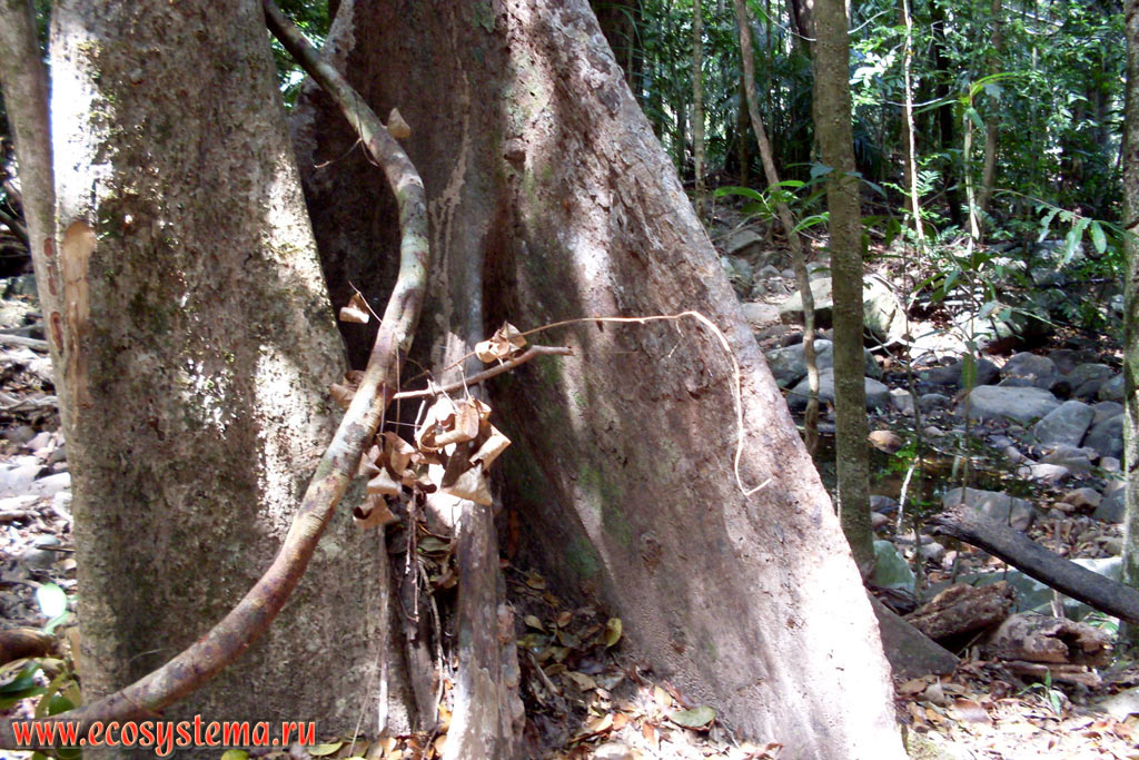 Контрфорсные корни дерева во влажном тропическом лесу в возвышенной водораздельной части острова Тарутао (Ko Tarutao) в Малаккском проливе Андаманского моря