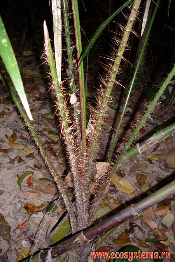 Ротанговая пальма, или каламус (Calamus rotang) во влажном тропическом лесу в возвышенной водораздельной части острова Тарутао (Ko Tarutao) в Малаккском проливе Андаманского моря