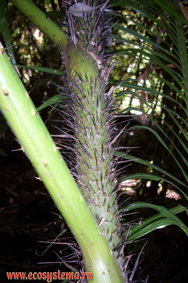 Стебель ротанговой пальмы, или каламуса (Calamus rotang) с колючками и видоизмененными листьями, растущими прямо из ствола, во влажном тропическом лесу в возвышенной водораздельной части острова Тарутао