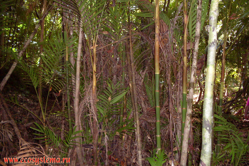 Бамбук (род Bambusa) и молодые проростки кокосовых пальм (Cocos nucifera) во влажном тропическом лесу на возвышенной водораздельной части острова Тарутао