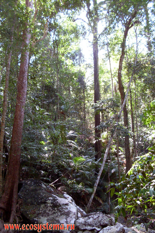 Влажный тропический лес на возвышенной водораздельной части острова Тарутао (Koh Tarutao) в Малаккском проливе Андаманского моря