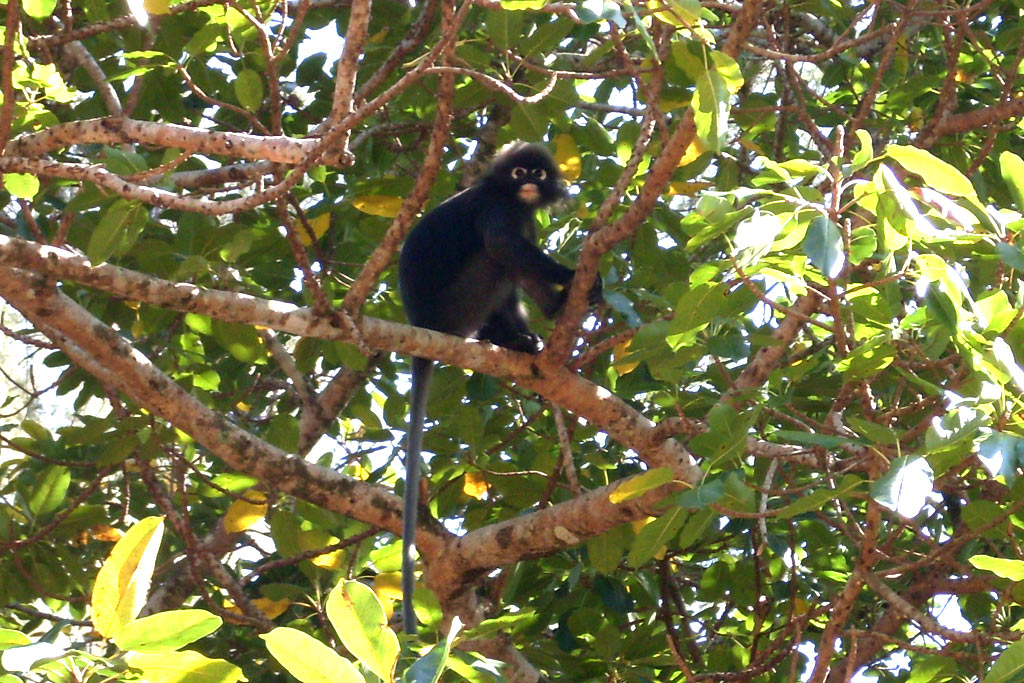 Banded surili, or banded leaf monkey, or banded langur (Presbytis femoralis, Cercopithecidae family) on a tree in the tropical rainforest on the watershed of the Tarutao Island (Koh Tarutao) in the Malacca Strait of the Andaman Sea