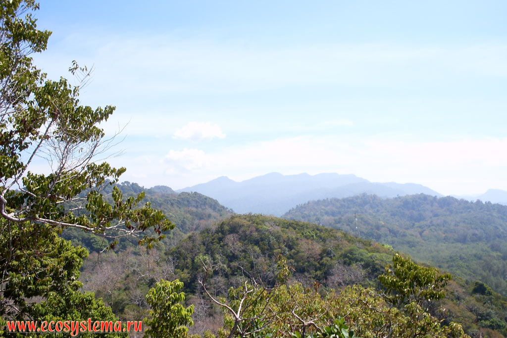 Влажные тропические леса на возвышенной среднегорной части острова Тарутао (Ko Tarutao) - Шанские горы, т.е.Центральная горная система полуострова Индокитай