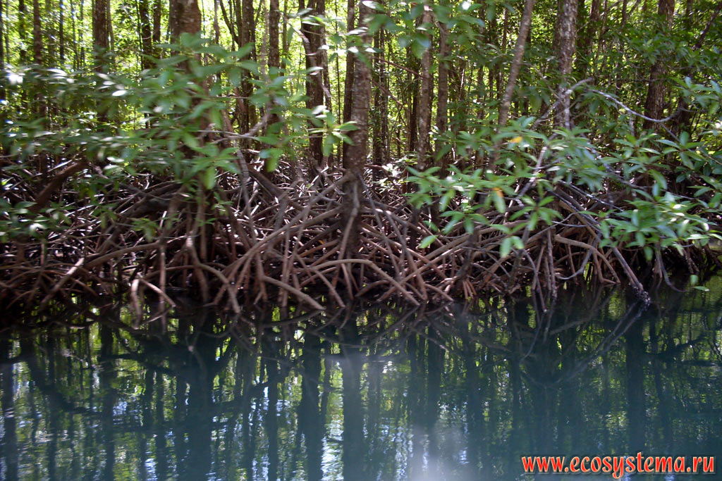 Mangrove forest (mangroves) of the Straits of Malacca - trees standing in the water on the root-props in the estuary of the river in the coastal part of the Tarutao Island (Ko Tarutao)