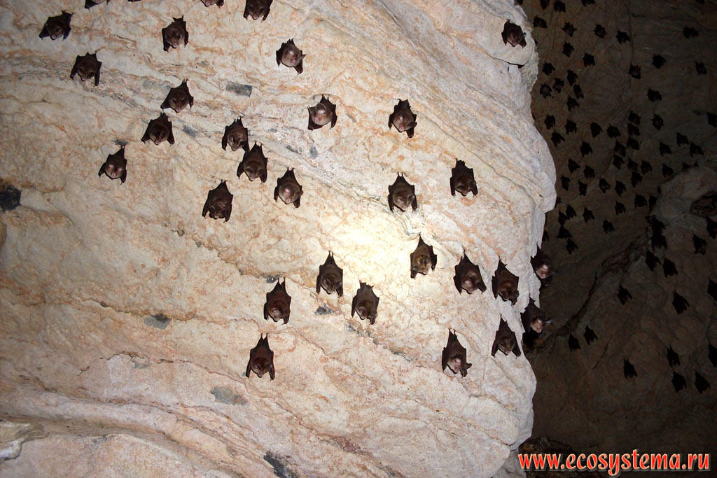 Висящие на стенах летучие мыши - подковоносы (семейство Rhinolophidae) в Крокодиловой пещере (Crocodile Cave) на севере острова Тарутао