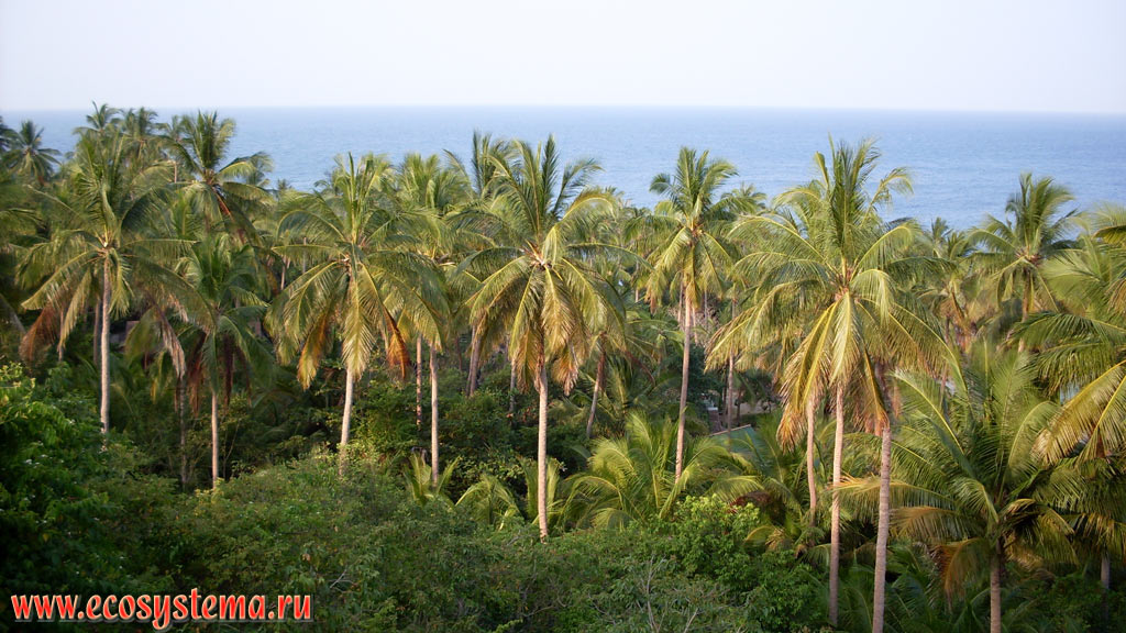 The coconut palms (Cocos nucifera) forest on the Tao Island (Koh Tao) in the Gulf of Thailand, or Gulf of Siam of the South China Sea