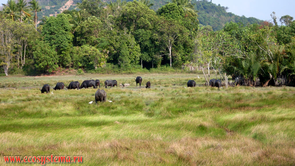 The flock of the Wild water buffalo, or Asian buffalo (Babalus arnee), grazing on a wetland meadow in the valley of the river on the island of Sukon, or Sukorn (Koh Sukorn) in the Malacca Strait of Andaman Sea