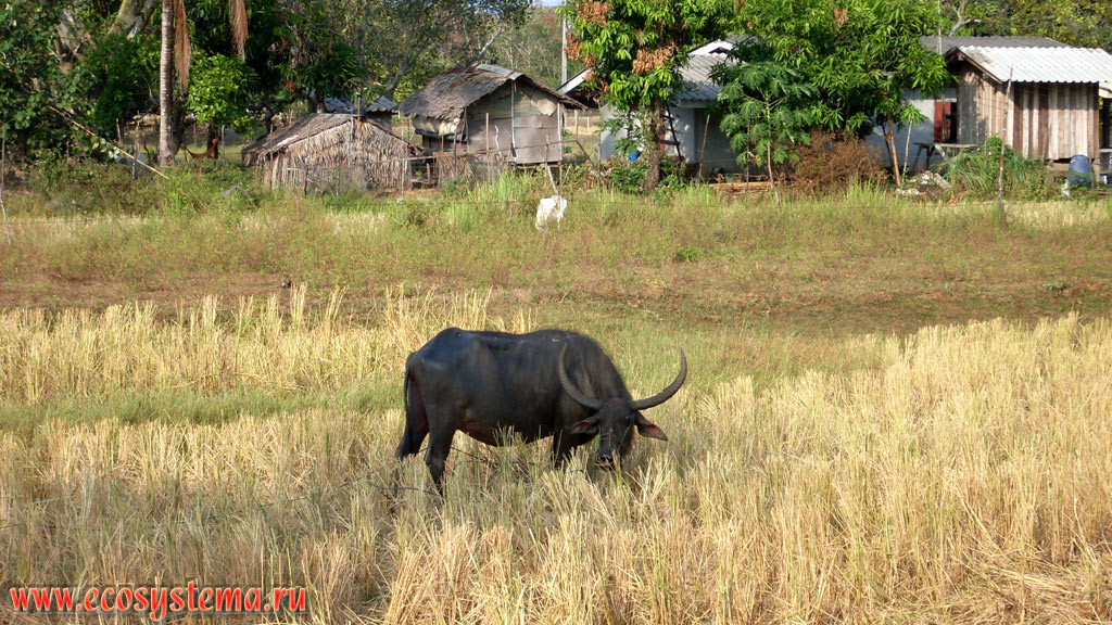 Азиатский, или индийский буйвол (Babalus arnee), пасущийся на заболоченном пойменном лугу в долине реки на острове Сукон, или Сукорн