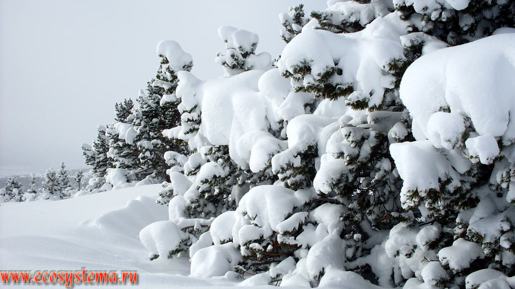 The edge of the middle-aged light-coniferous pine forest after a night snowfall on the slopes of the Eastern Pyrenees Mountains in the Font-Romeu (Font-Romeu-Odeillo-Via) ski resort