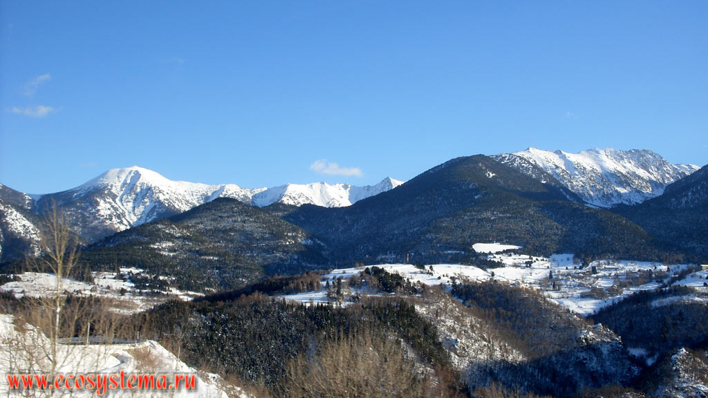 Eastern Pyrenees Mountains covered with light-coniferous (pine) forests with a predominance of Scots Pine (Pinus sylvestris) and Austrian, or Black Pine (Pinus nigra) in the area of the Font-Romeu (Font-Romeu-Odeillo-Via) ski resort in the middle-height mountain zone