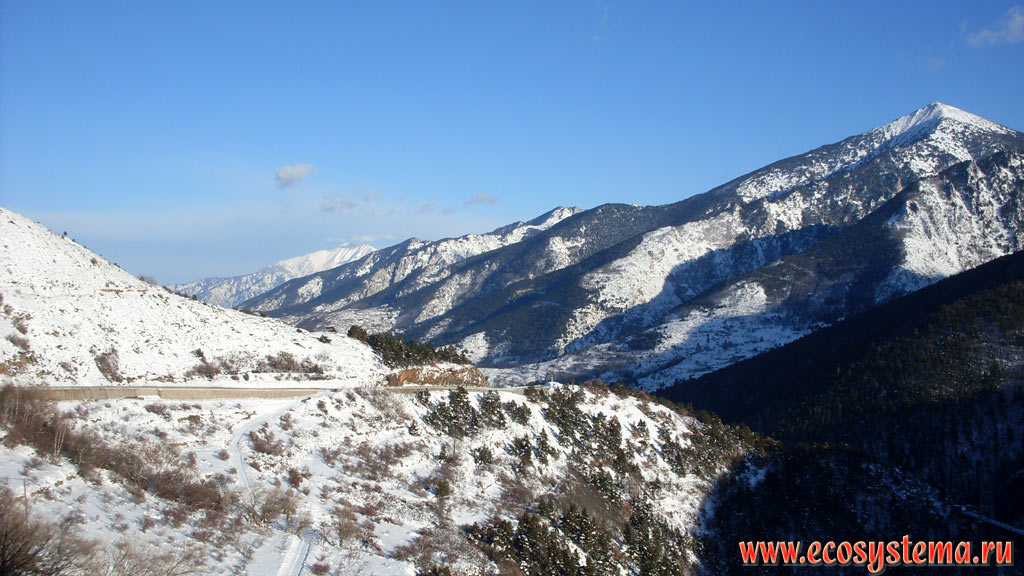 Eastern Pyrenees Mountains covered with light-coniferous (pine) forests with a predominance of Scots Pine (Pinus sylvestris) and Austrian, or Black Pine (Pinus nigra) in the area of Font-Romeu (Font-Romeu-Odeillo-Via) ski resort in the middle-height mountains zone