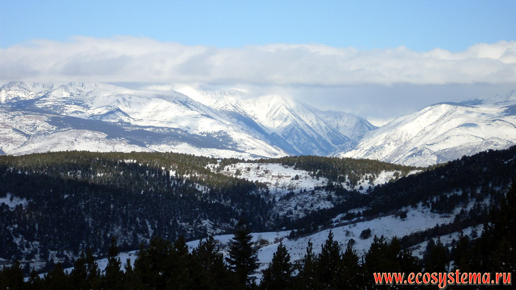 Eastern Pyrenees Mountains covered with light-coniferous (pine) forests with a predominance of Scots Pine (Pinus sylvestris) and Austrian, or Black Pine (Pinus nigra) in the area of the Font-Romeu (Font-Romeu-Odeillo-Via) ski resort in the middle-height mountains zone