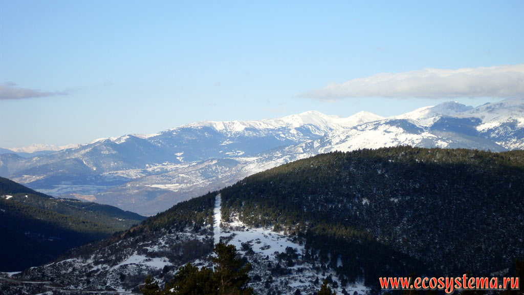 Eastern Pyrenees Mountains covered with light-coniferous (pine) forests with a predominance of Scots Pine (Pinus sylvestris) and Austrian, or Black Pine (Pinus nigra) in the area of the Font-Romeu (Font-Romeu-Odeillo-Via) ski resort