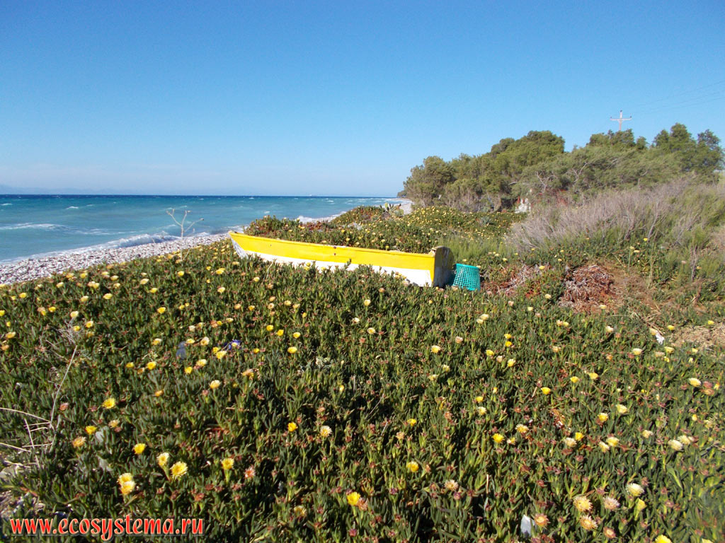 Берег Эгейского моря с галечным пляжем на северо-западном побережье острова Родос с зарослями суккулентных растений