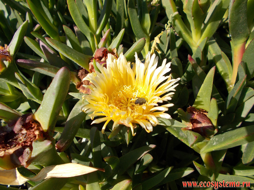 The flower of Hottentot-fig, or ice plant, or highway ice plant, or pigface (Carpobrotus edulis, family Aizoaceae) on the edge of a pebble beach on the Northwest coast of the island of Rhodes