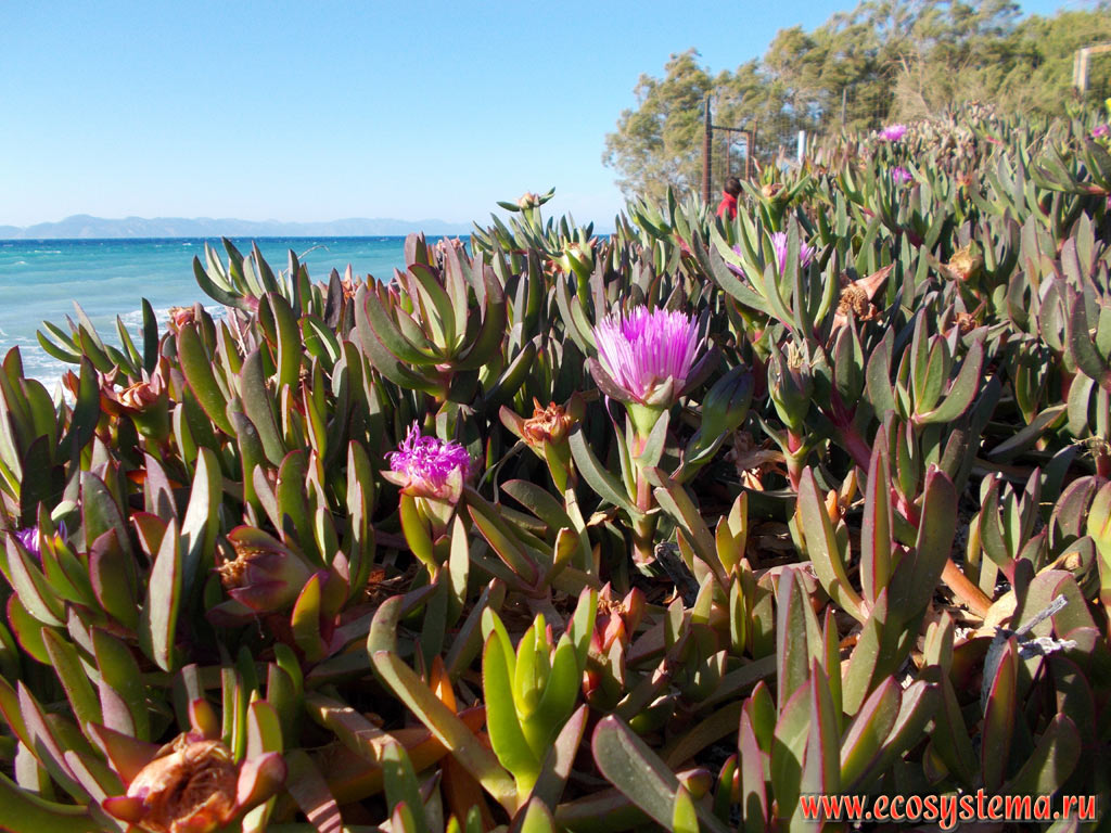 Succulent plant Hottentot-fig, or ice plant, or highway ice plant, or pigface (Carpobrotus edulis, family Aizoaceae) with flowers on the edge of a pebble beach on the North-West coast of Rhodes