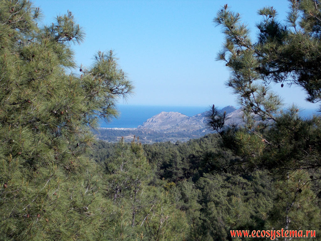 Light coniferous forest with predominance of Scots Pine (Pinus sylvestris) and Black Pine (Pinus nigra) on the slopes of medium-height mountains on the Eastern (Mediterranean) coast of the island of Rhodes near the city of Faliraki