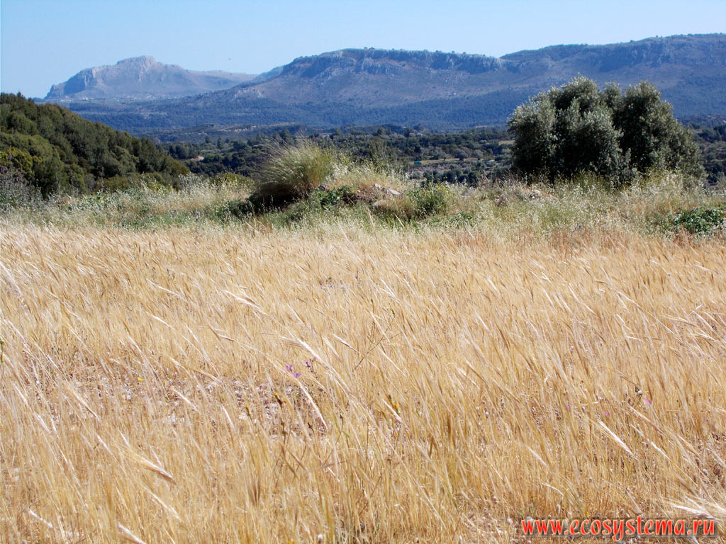 Flat tops of the low mountains on the Eastern (Mediterranean) coast of the island of Rhodes with steppe plant communities with predominance of cereals and light coniferous forests with Pine (Pinus) and Juniper trees (Juniperus)