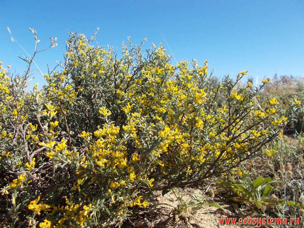 Garrigue (phrygana) - a sparse plant community with predominance of low-growing, mainly evergreen xerophytic shrubs and dwarf shrubs on the flat peaks of low mountains of the Eastern (Mediterranean) coast of the island of Rhodes near the resort of Faliraki