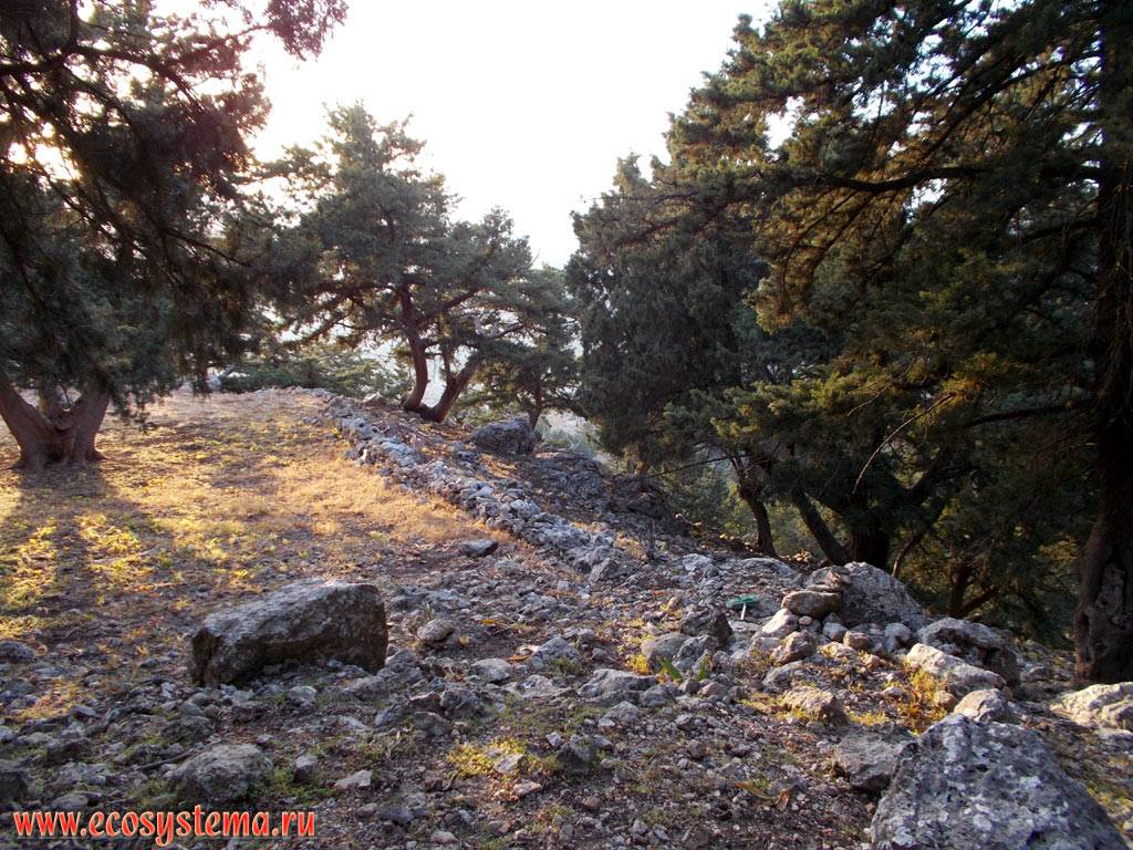 Light coniferous forest with predominance of Pine (Pinus) and Juniper trees (Juniperus) on the slopes of the low mountains on the Eastern (Mediterranean) coast of the island of Rhodes