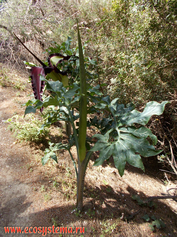 Drakondia, or dragon lily, or black dragon, or black arum, or voodoo, snake, stink lily, or dragonwort (Dracunculus vulgaris, the Araceae family) with inflorescence cob in the light-coniferous (pine) forest on the slopes of the low mountains on the Eastern (Mediterranean) coast of the island of Rhodes near the city of Kolympia, a natural site Seven Springs