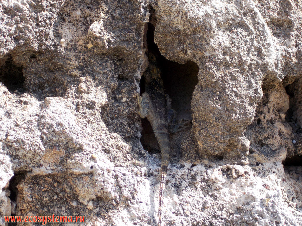 Ящерица-агама (семейство Agamidae) прячется в расщелине камня в светлохвойном (сосновом) лесу на склонах низких гор восточного (Средиземноморского) побережья острова Родос