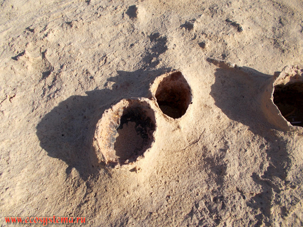 Erosion holes that appeared as a result of ingress of hard pebbles and boulders into soft rock and erosion of sandstone around them by sea surf, followed by surface aeolian weathering