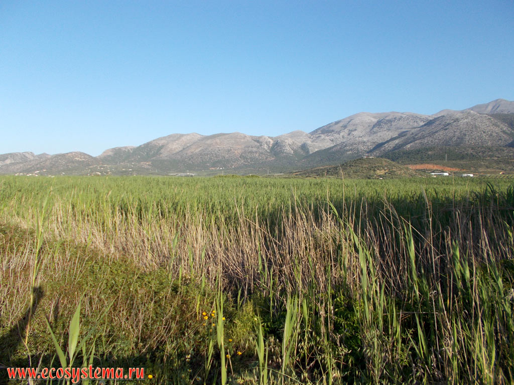Тростниковые заросли на заболоченной предгорной низменности на северном побережье острова Крит со средневысотными горами вдали. Природный парк Болота Малия (Malia Marsh Wetland)