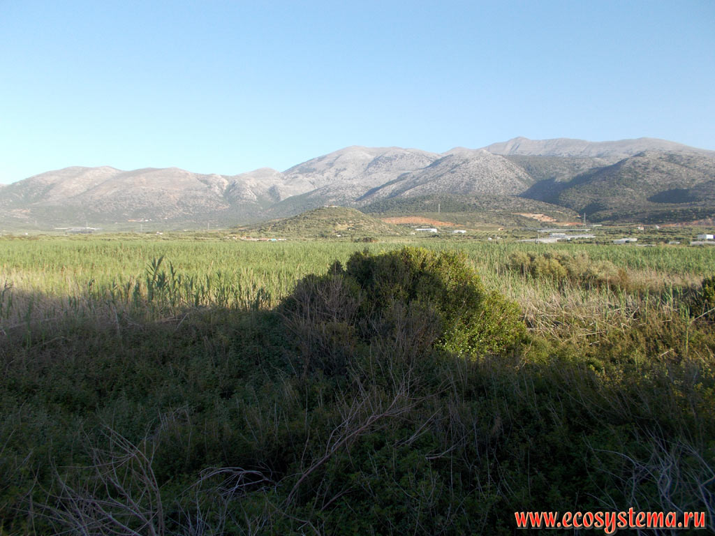 Тростниковые заросли на заболоченной предгорной низменности на северном побережье острова Крит со средневысотными горами вдали. Природный парк Болота Малия