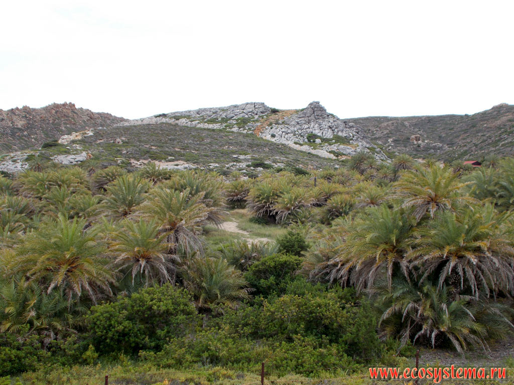 Природный (естественного происхождения) пальмовый лес на краю пляжа Ваи (Вай, Vai Palmgrove Nature Refuge) из финиковой пальмы (финик Теофраста - Phoenix theophrasti) на полуострове Сития (Sitia), на северо-западной оконечности острова Крит