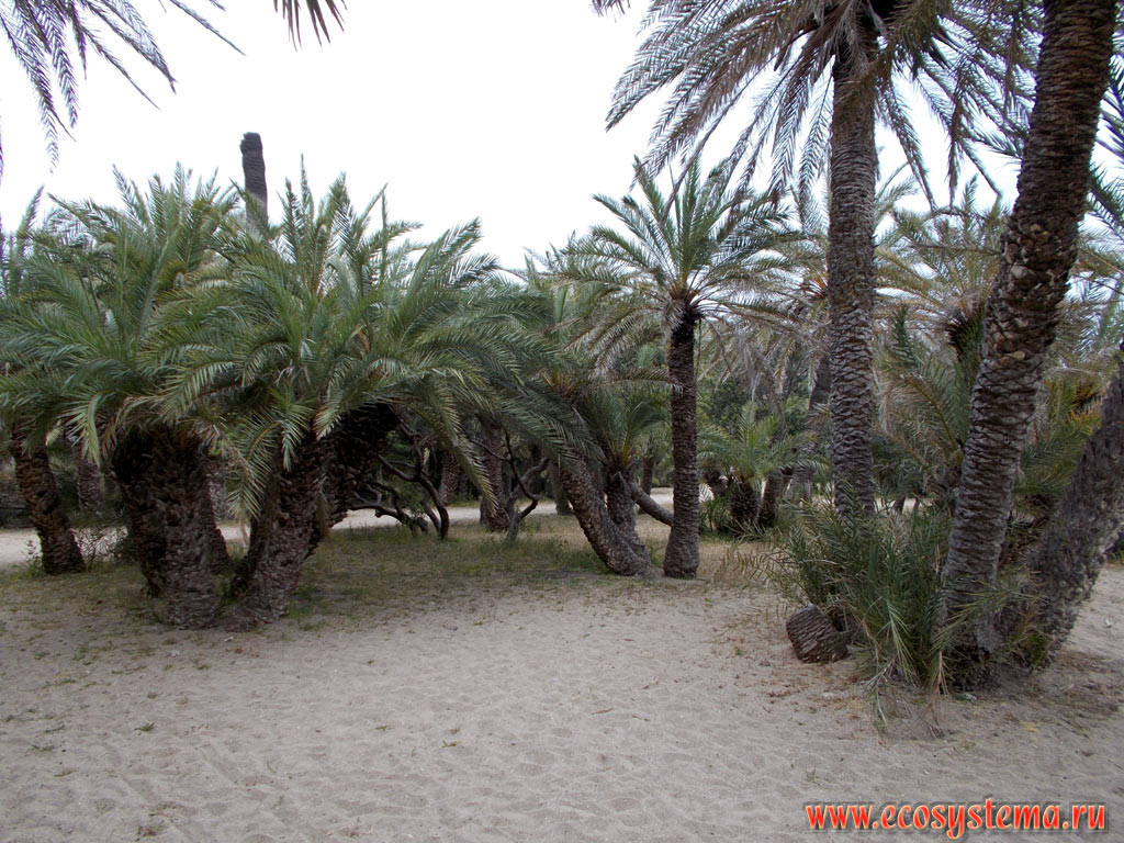 Natural (origin) palm forest on the edge of a sandy beach of Vai (Vai Palmgrove Nature Refuge) from date Theophrastus Palm (Phoenix theophrasti) on the Peninsula of Sitia