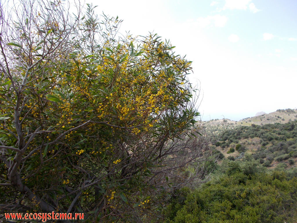 Flowering shrub of the Silver Wattle, or Blue Wattle (Acacia dealbata) among the Mediterranean phrygana (garrigue) - a sparse plant community with predominance of low-growing, mainly evergreen xerophytic shrubs, subshrubs and dwarf shrubs