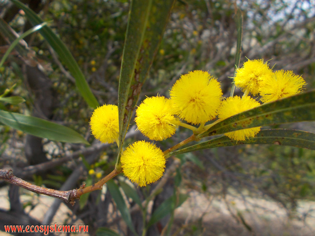 Цветки акации серебристой (Acacia dealbata), неправильно называемой в России мимозой (это совсем другое растение из того же семейства Бобовых, но выглядящее по-другому)