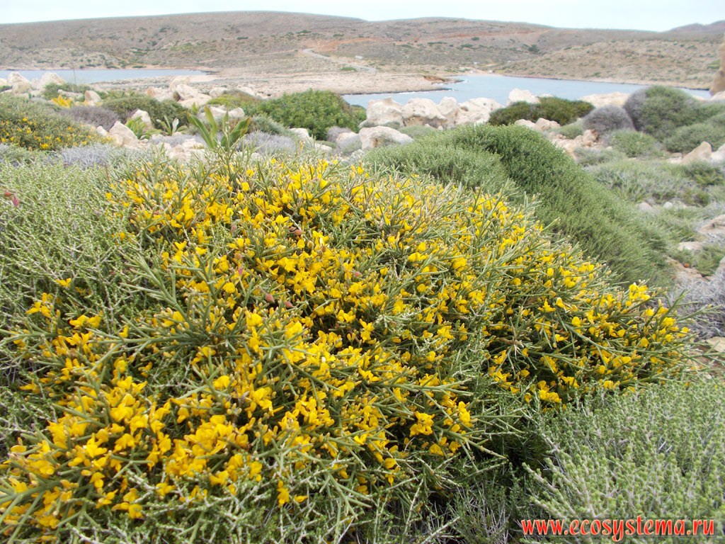 Blossoming bushes of the Gorse, or Furze, or Whin (Ulex genus) in a sparse xerophytic community phrygana (garrigue) - plant community with predominance of low-growing, mainly evergreen shrubs, subshrubs and dwarf shrubs