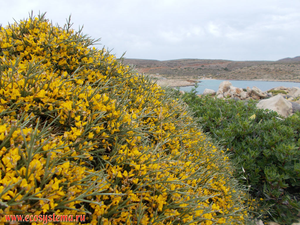 Blossoming bushes of the Gorse, or Furze, or Whin (Ulex genus) in a sparse xerophytic community phrygana (garrigue) - plant community with predominance of low-growing, mainly evergreen shrubs, subshrubs and dwarf shrubs