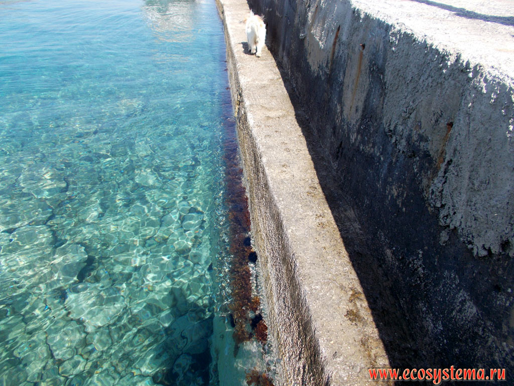 The embankment in Hersonissos town with the periphyton - brown algae Cystoseira (Fucales order) on the underwater wall