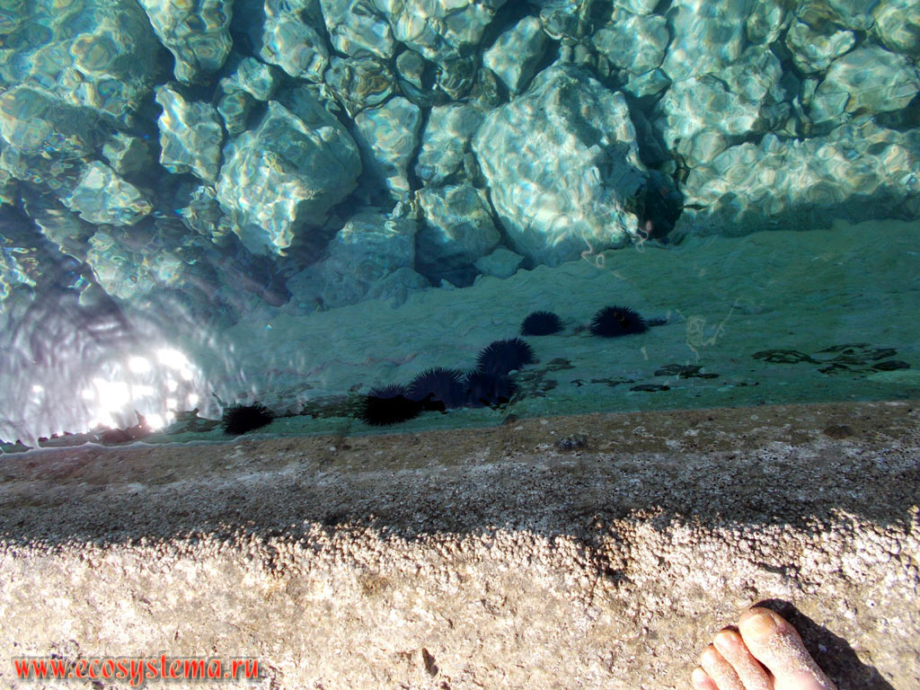 Чёрные морские ежи (Arbacia lixula) на подводных камнях набережной в городе Херсониссос