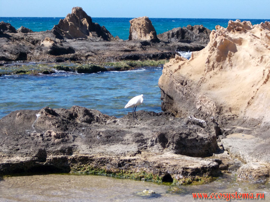 Малая белая цапля (Egretta garzetta) на абразионном берегу Критского моря на побережье острова Крит, недалеко от поселка Малия и пляжа Потамос