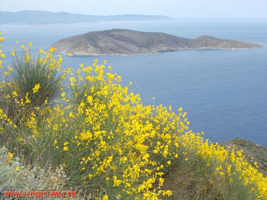 Цветущий испанский дрок, или метельник ситниковый, или прутьевидный (Spartium junceum) на северном побережье острова Крит и вид на необитаемый остров Псира в заливе Мирабелло (Мирабелон) в Критском море
