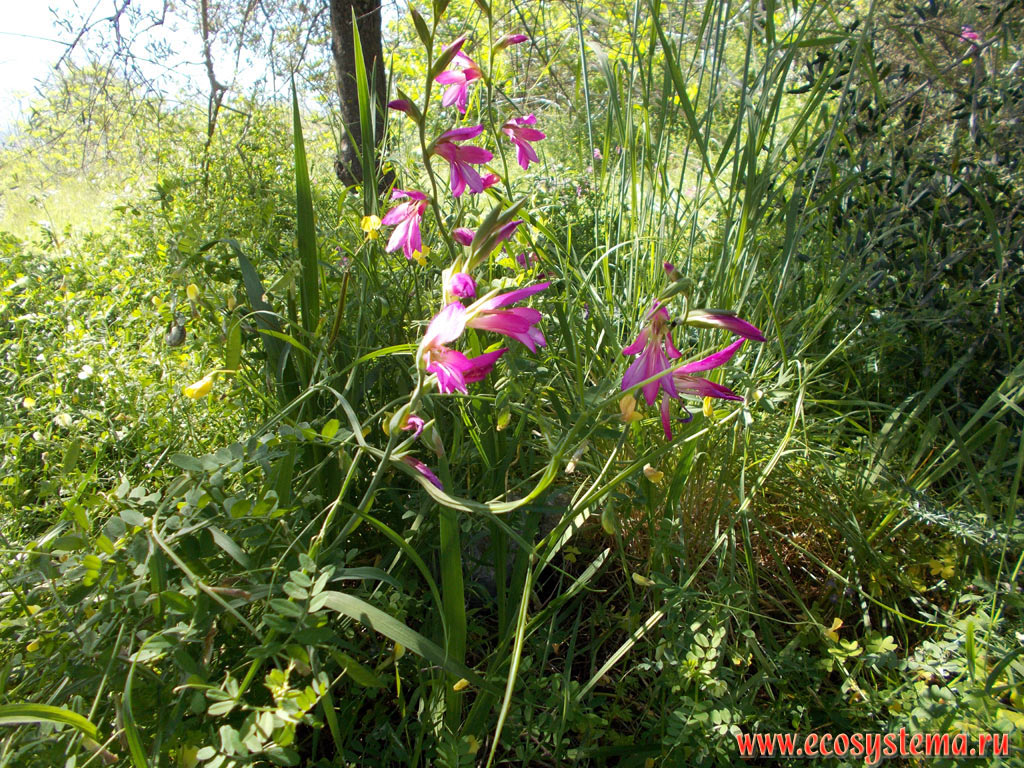 Flowering lilies (Lilium) in grassy meadows between fruit gardens on the Lasithi plateau