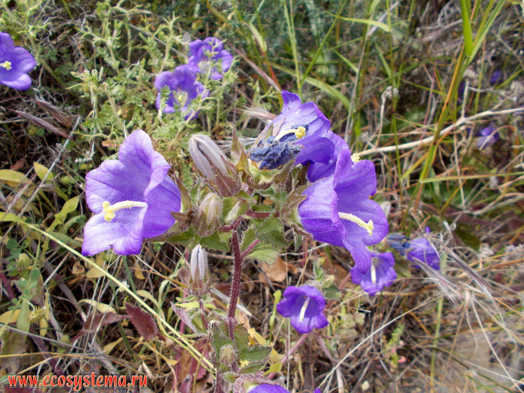 Blooming Bells (probably an Alpine Bell - Campanula alpina) in the grassy meadows between fruit gardens on the Lasithi plateau