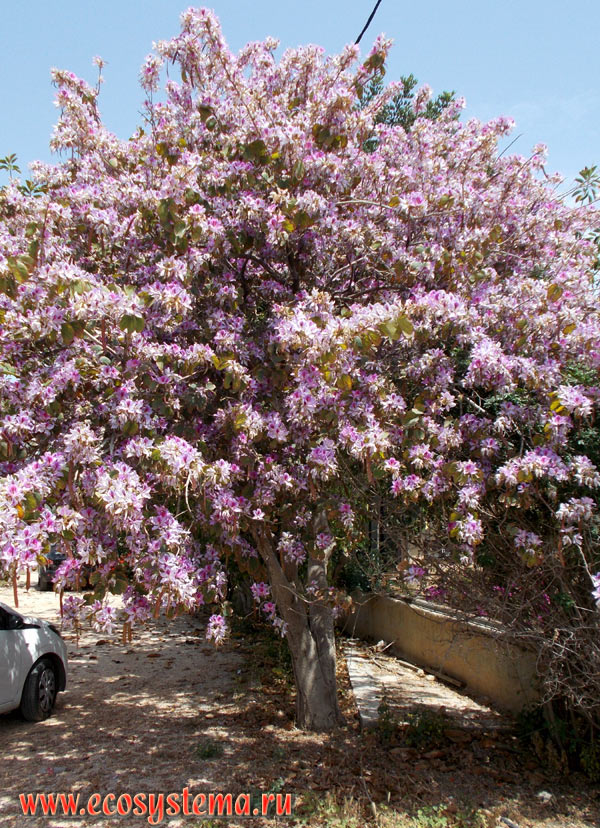 Цветущее дерево баугинии (баухинии) пурпурной (Buahinia purpurea) на улице приморского городка на побережье острова Крит