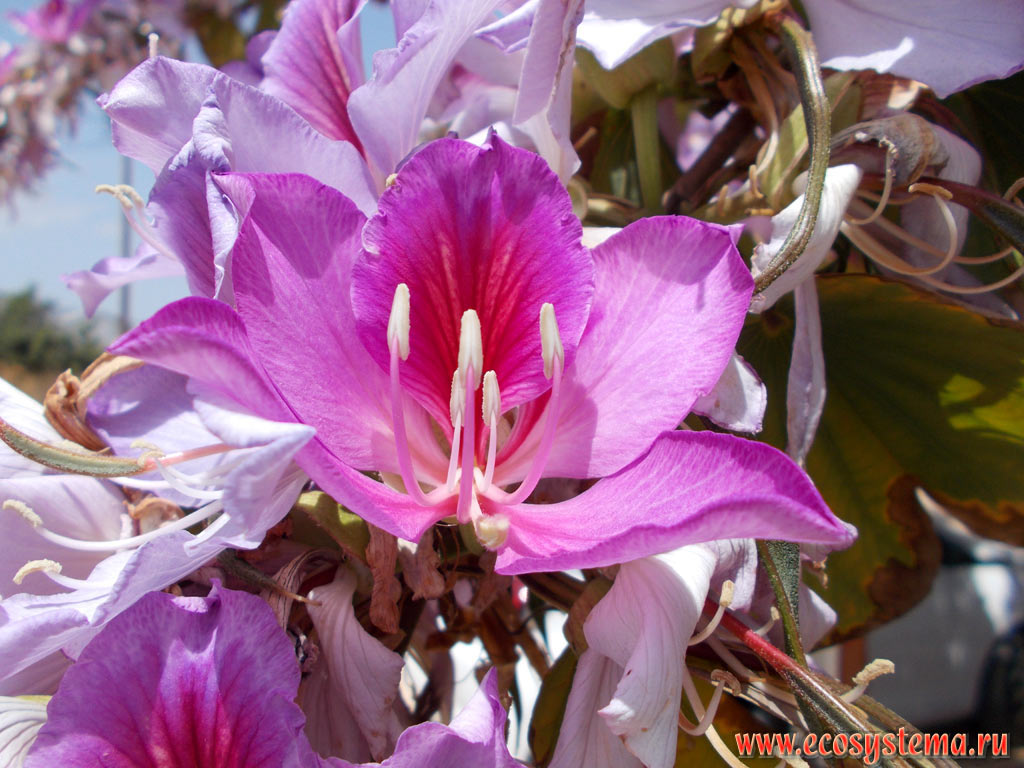 Цветок баугинии (баухинии) пурпурной (Buahinia purpurea) на улице приморского городка на побережье острова Крит