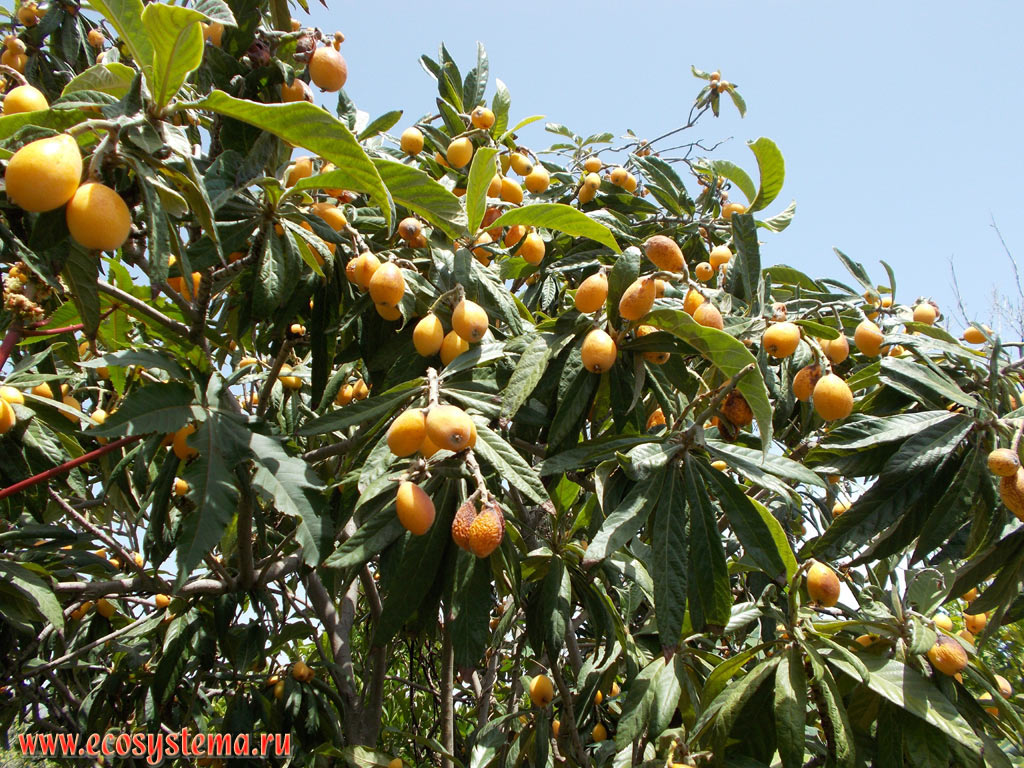 Эриоботрия, или локва, или мушмула японская (Eriobotrya japonica) со зрелыми плодами на улице приморского городка на побережье острова Крит